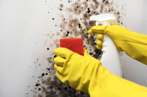 Best White Mold Remediation in Ellenville, NY