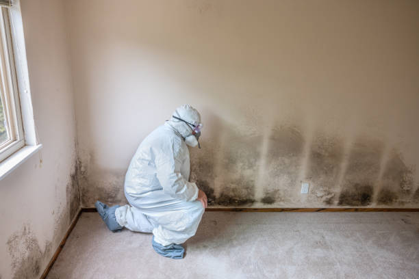 Best Kitchen Mold Remediation in Ellenville, NY