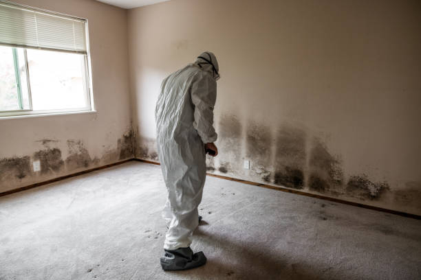 Best Residential Mold Remediation in Ellenville, NY